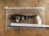 Ulm Lures Snackbite Couleur 2